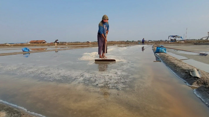 Musim Kemarau, Petani Garam di Pati Nikmati Panen Lebih Awal dengan Harga Tinggi