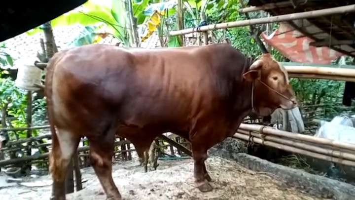 Wow! Presiden Jokowi Beli 2 Ekor Sapi Monster Berbobot 1 Ton di Lebak