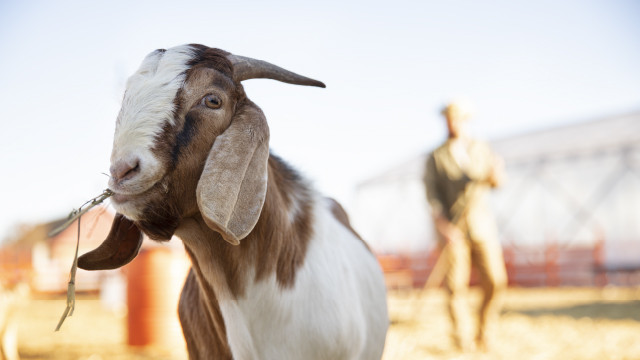 3 Kondisi Kesehatan yang Harus Kamu Waspadai saat Iduladha