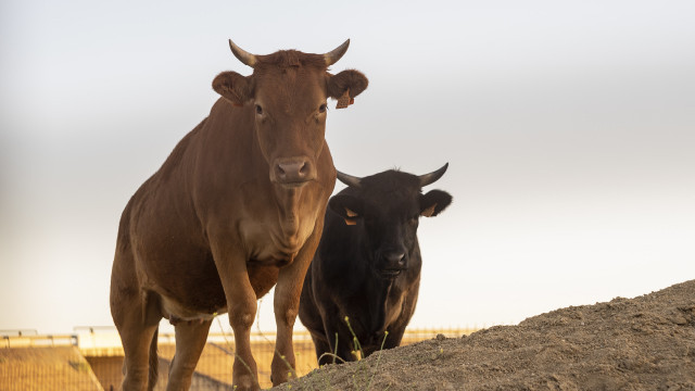 Selain Sebabkan Kolestrol, Ternyata Daging Sapi Punya Berbagai Manfaat lho!