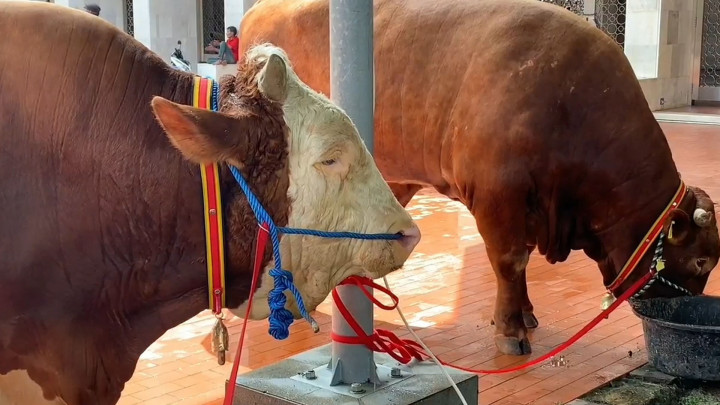 Intip Sapi Kurban Jokowi dan Ma'ruf Amin di Masjid Istiqlal