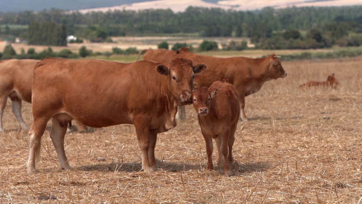 Simak! Tata Cara Menyembelih Hewan Kurban Menurut Syariat Islam