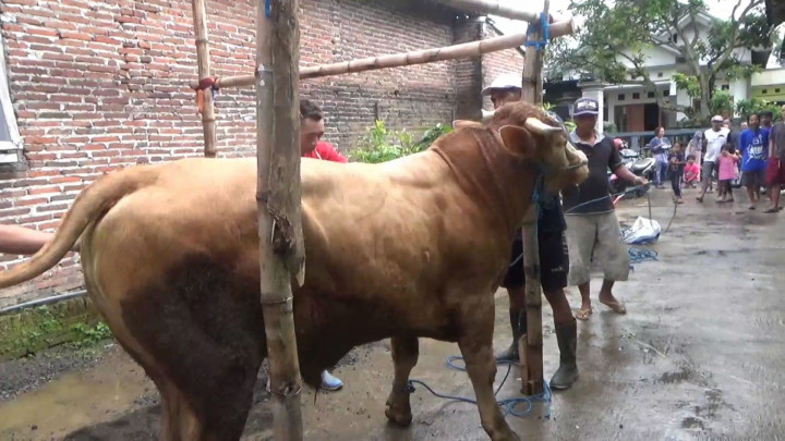 Hari Raya Iduladha Jadi Berkah Bagi Jasa Jagal Sapi