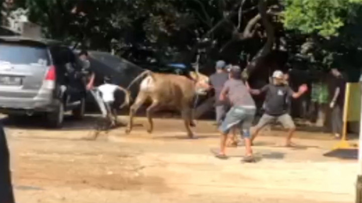 Detik-detik Sapi Kurban di Tangerang Selatan Ngamuk
