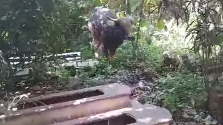 Duh! Sapi Kurban di Bandung Kabur ke Pemakaman Saat Hendak Disembelih