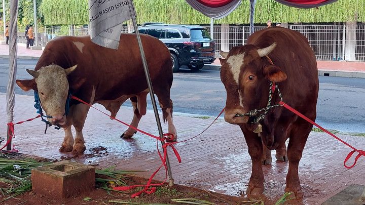 Ini Alasan Sapi Kurban Presiden Jokowi dan Wapres Ma'ruf Disembelih Besok