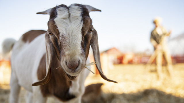 Coba 3 Minuman Penetralisir Ini Usai Banyak Konsumsi Daging Saat Iduladha
