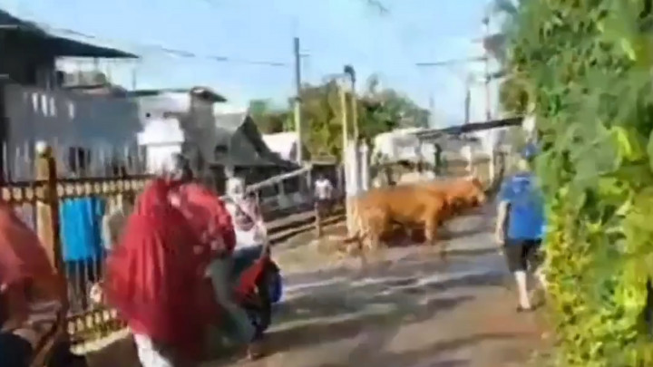 Duh! Sapi Kurban di Depok Mengamuk hingga Sebrangi Rel Kereta