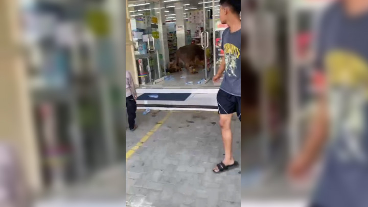 Viral! Kerbau Kurban Ngamuk Masuk Minimarket di Lebak