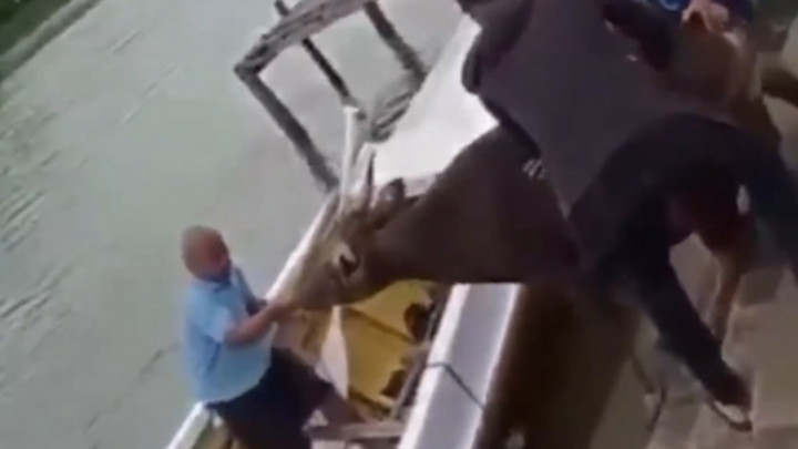 Viral! Sapi Melompat ke Laut di Maros saat Hendak Disembelih