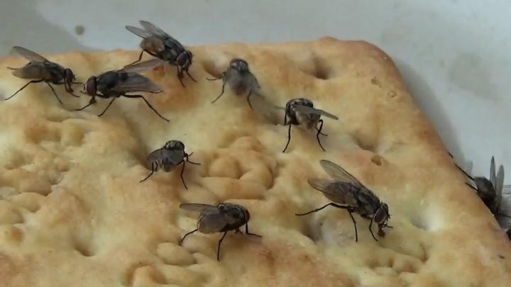 Waduh! Warga Lampung Selatan Diserang Lalat Bertahun-tahun