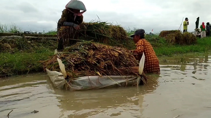 Tekan Kerugian Akibat Banjir, Petani Pangandaran Panen Lebih Awal