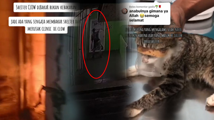 Shelter Kucing 'Rumah Singgah Clow' Dibakar, Pelaku Ditangkap