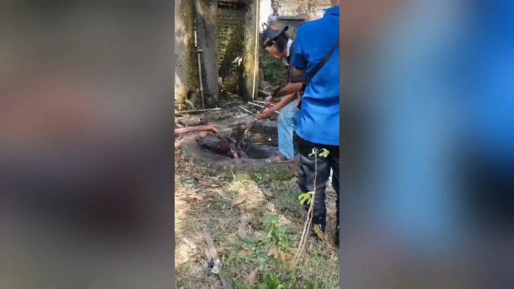 Dramatis, Perjuangan Damkar Tangerang Evakuasi Kerbau di Dalam Sumur