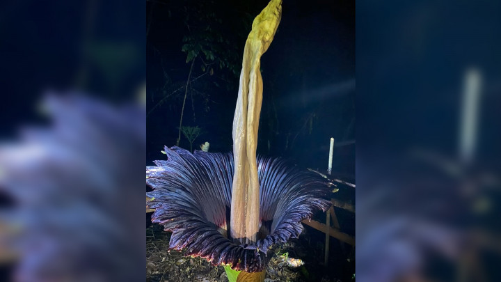 Indah! Penampakan Bunga Bangkai Mekar Sempurna di Sijunjung