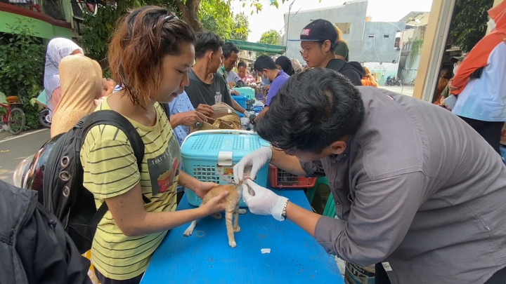 Kasus Kucing Mati Mendadak, Ratusan Kucing di Sunter Jalanin Pengobatan Gratis