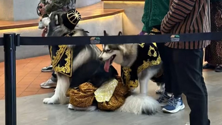 Viral! Pernikahan Anjing Pakai Adat Jawa, Habiskan Dana Rp200 Juta