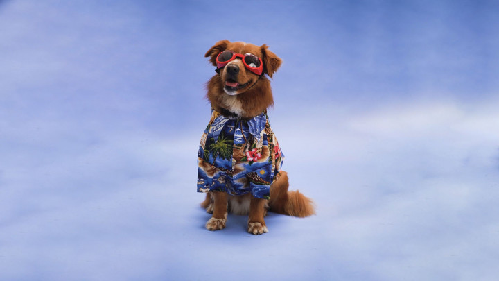 6 Tips Memberi Makan Anjing Agar Terhindar dari Penyakit