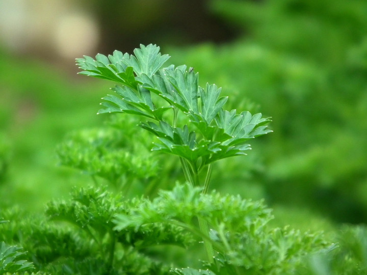 Bisa Cegah Diabetes! Inilah 4 Manfaat Daun Parsley untuk Kesehatan