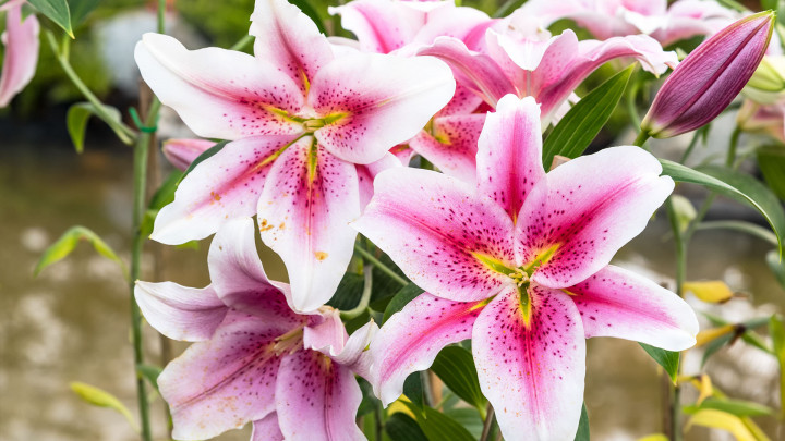 Hati-hati! Kenali 7 Tanaman Bunga Cantik tapi Beracun