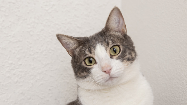 4 Hal yang Harus Kamu Perhatikan Supaya Kucing Peliharaanmu Sehat!