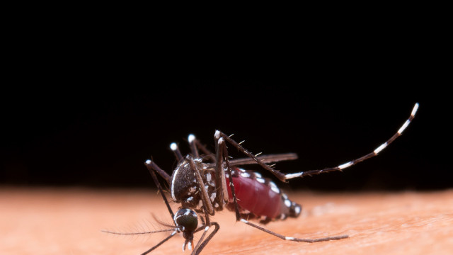 Selain Mempercantik Ruangan, Tanaman Ini Bisa Usir Nyamuk Lho!