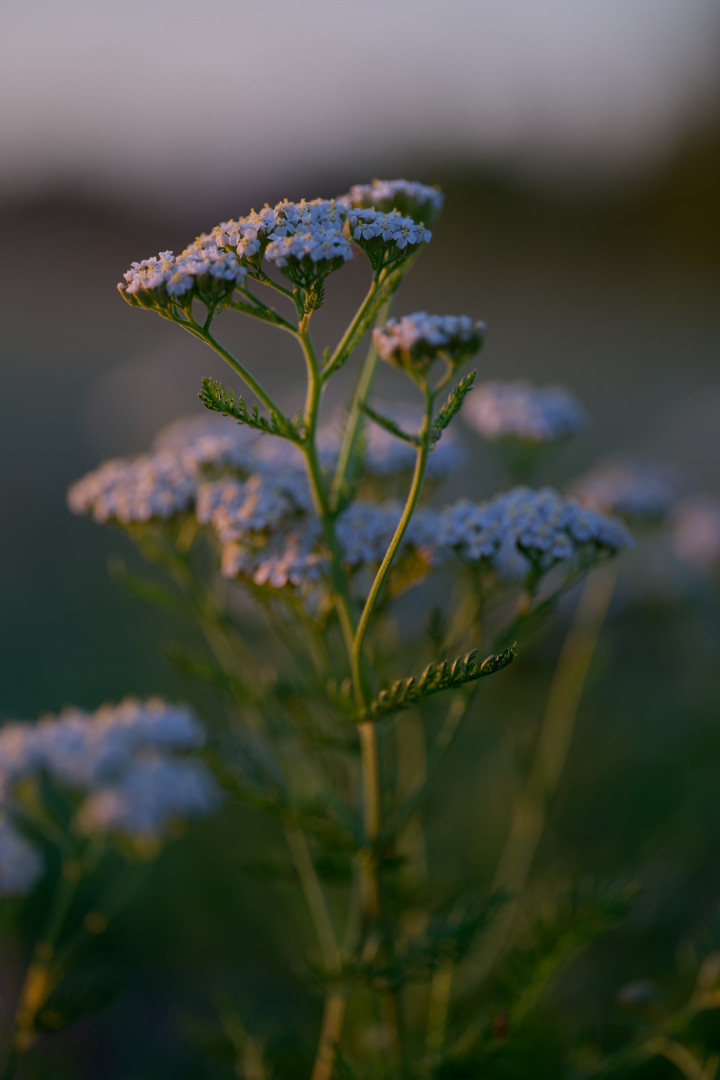 Wow! Mengenal Arti Bunga Edelweis yang Disebut Bunga Abadi