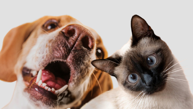 Pet Lovers Harus Tahu Nih! Cara Melindungi Hewan Peliharaan dari Polusi Udara!