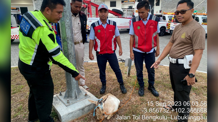 Viral! Petugas Tol Bengkulu Berhasil Menangkap Pencuri Kambing yang Bikin Heboh!
