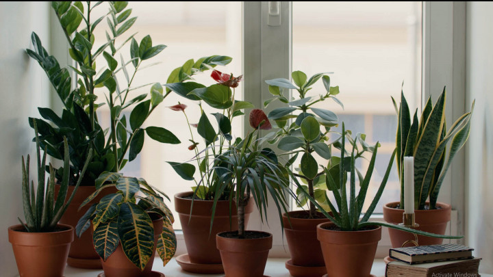 Cocok di Kamar Mandi, 7 Tanaman ini Bisa Bersihkan Udara