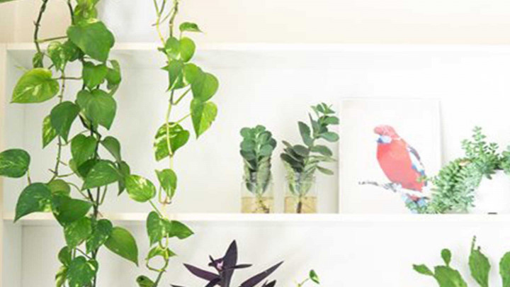 5 Tanaman Penghasil Oksigen di Malam Hari