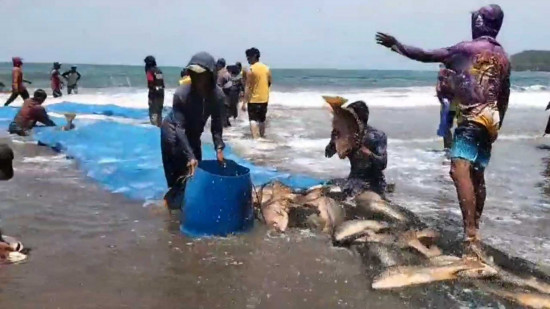 Rezeki Nomplok! Nelayan Pangandaran Tangkap 2,6 Ton Kakap Merah