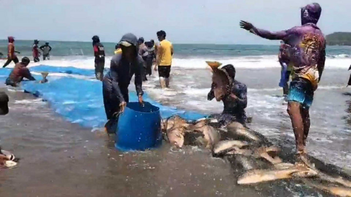 Rezeki Nomplok! Nelayan Pangandaran Tangkap 2,6 Ton Kakap Merah