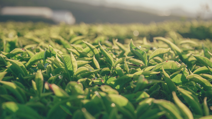 4 Cara Sederhana untuk Memastikan Teh Berkualitas Baik