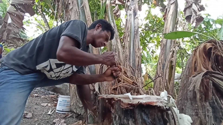 Dampak Kekeringan, Warga di NTT Terpaksa Minum Air Batang Pisang