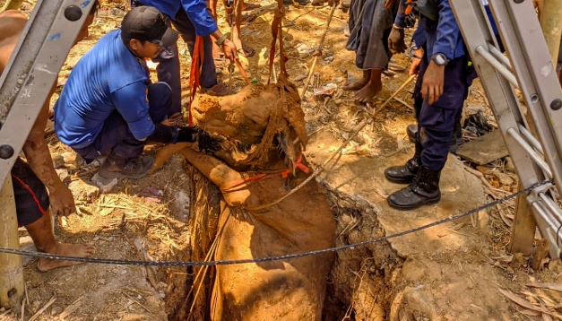 Dramatis, Proses Evakuasi Sapi Terjatuh ke Sumur Sedalam 10 Meter di Maros
