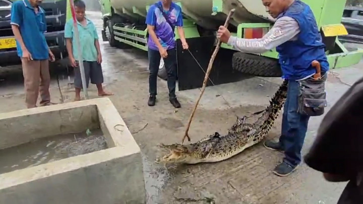Duh! Warga Kabupaten Mukomuko Digegerkan Kehadiran Buaya di Sumur