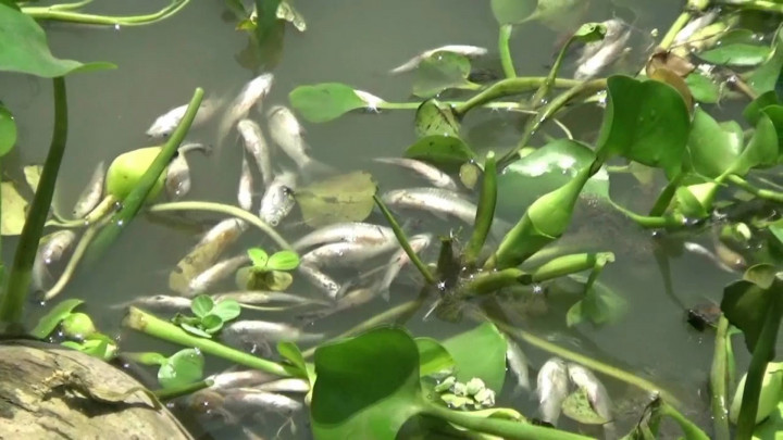 Diduga Tercemar Limbah, Ribuan Ikan di Sungai Bengawan Solo Mati