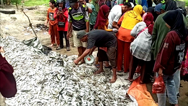 Gratis! Begini Antusias Warga Bengkulu Dapat Ribuan Ikan dari Nelayan