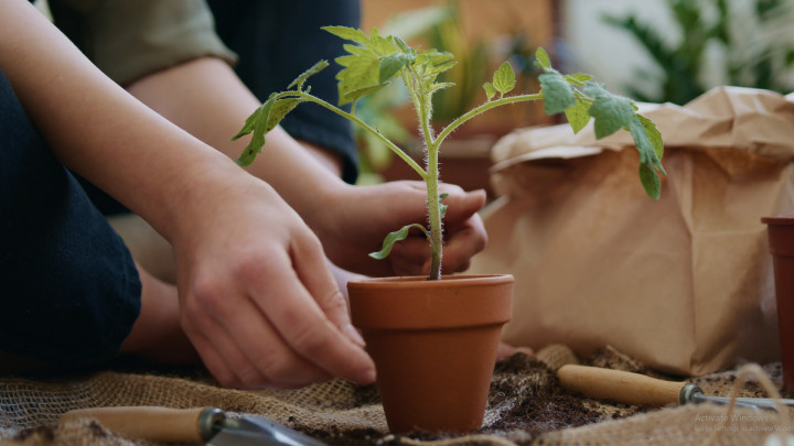 Begini Cara Merawat Tanaman saat Musim Hujan Tiba