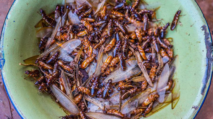 Masuk Musim Hujan, Ini Tips Mengusir Laron Tanpa Matikan Lampu