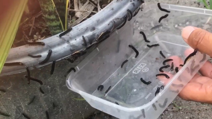 Teror Ribuan Ulat Bulu Bikin Resah Warga Blitar