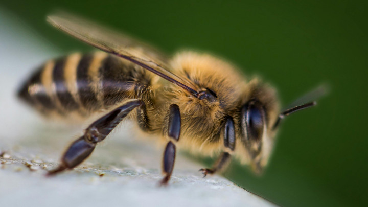 Ingat! Ini Pertolongan Pertama Jika Disengat Tawon