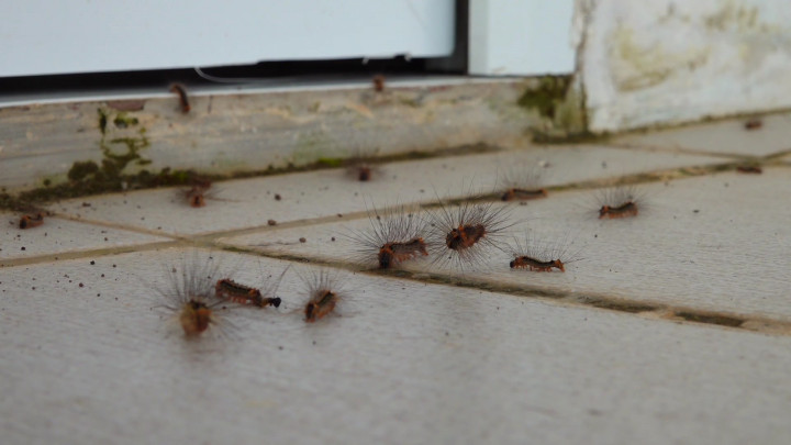 Hama Ulat Bulu Serang Ratusan Rumah Penyintas Semeru, Aktivitas Warga Terganggu