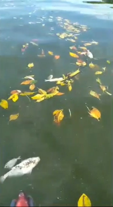 Fenomena Aneh, Puluhan Ikan Mati di Muara Sungai Marana Maros