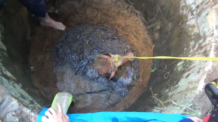 Dramatis Evakuasi Sapi Masuk Sumur, Petugas Sempat Ditendang