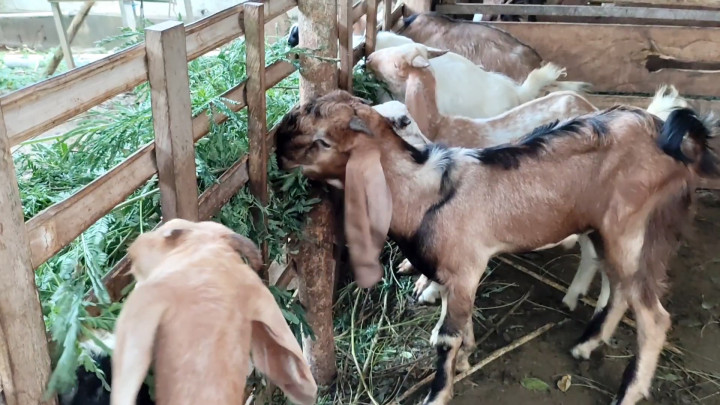 Jelang Iduladha 1445 Hijriah, Penjualan Hewan Kurban di Majene Meningkat