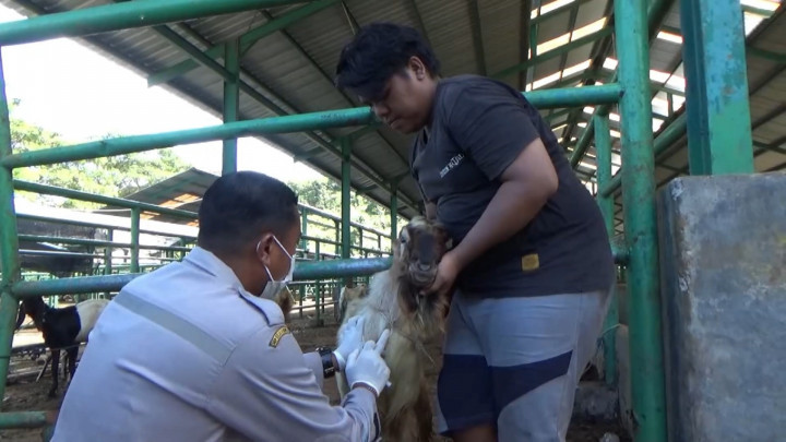 Jelang Iduladha, Ratusan Hewan Kurban Diperiksa Tim Dokter Balai Karantina Sulbar