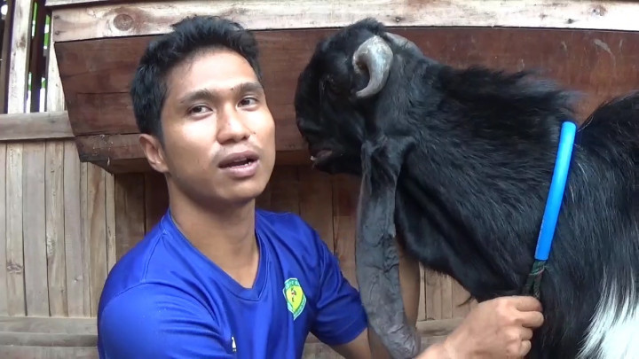 Kambing Jumbo Seberat Satu Kuintal dari Kebumen