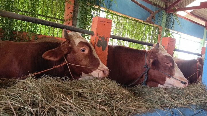 Jelang Iduladha Pedagang Sapi Ketiban Berkah, Terjual 70 Persen dari 100 Ekor
